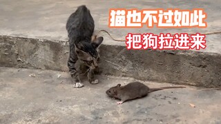 猫与狗的区别真大，一只老鼠就可验明真身