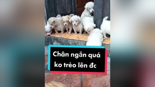 Chân ngắn quá ko trèo lên đc. cunyeucuadua chó chócon chókhôn chócute xuhuong fyp