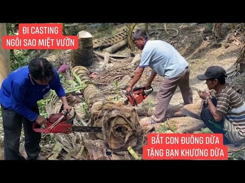 Cưa nguyên cây dừa để bắt con Đuông Dừa và cái kết…