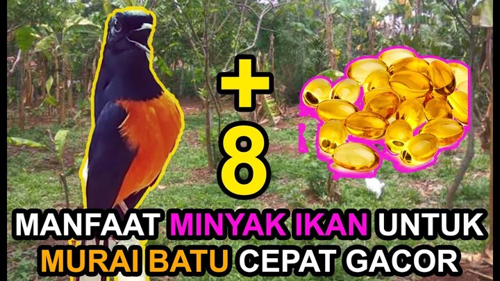 8 Manfaat MINYAK IKAN Untuk MURAI BATU Cepat GACOR !!