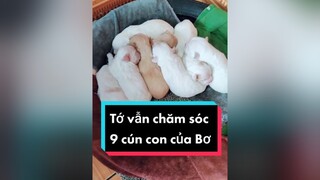 Trả lời  vẫn đủ 9 e ở nhà nhé bạn.  cunyeucuadua chó chócon chókhôn chócute
