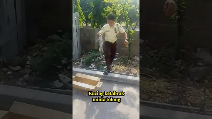 KASIHAN KUCING INI KETABRAAK DI JALAN