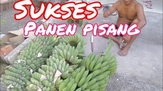 SUKSES PANEN PISANG DI DEKAT RUMAH.