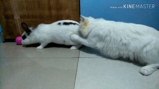 Are they fighting?😲🐱🐰