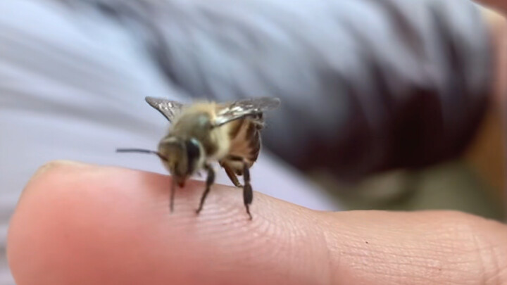 A bee video