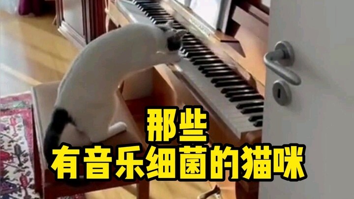 那些有音乐细菌的猫咪，来看看哪个最有天赋