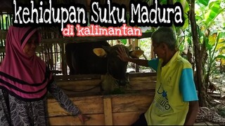 PART 2 ❗Kehidupan Suku Madura 'di Kalimantan ' bersama berdampingan Suku Dayak ' kami bersaudara