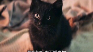 老人领养黑猫，从此好运不断，随手中奖300万！治愈暖心短片