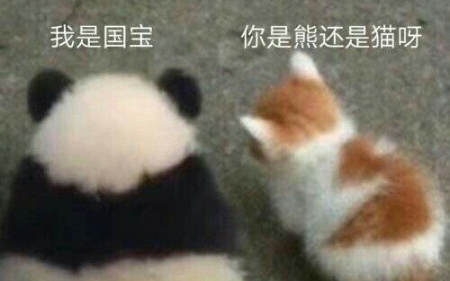 干掉农家乐，肥月大逃亡（大熊猫成实园月的悲惨境地）