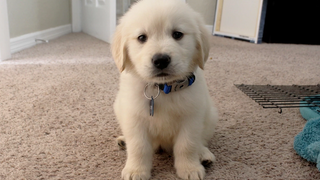 I GOT A PUPPY! - Cooper the 8 week old Golden Retriever