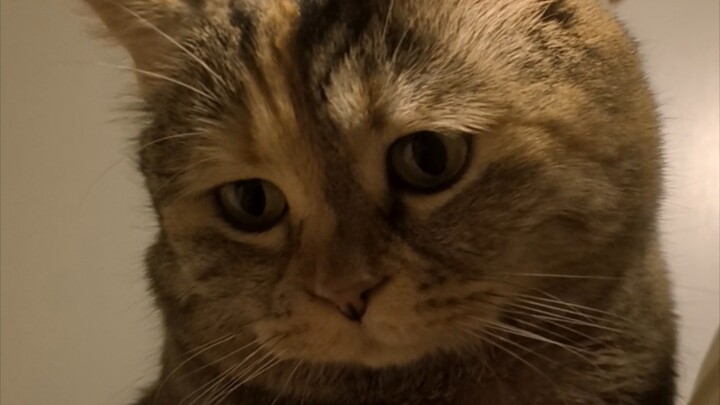 Some kittens look for mom when there is thunder, which is embarrassing!