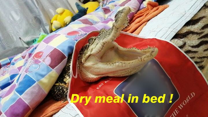 Crocodile Eating on the Bed?
