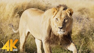 Okavango_ Water in the Desert  Wildest Africa  4K National Geographic Animal's