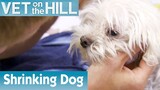 🐶 Dog Is In Big Trouble | FULL EPISODE | S01E05 | Vet On The Hill