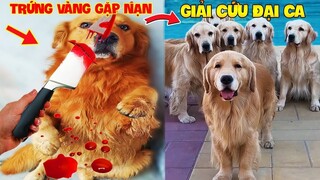 Thú Cưng Vlog | Trứng Bạc Và Trứng Vàng #18 | Chó gâu đần thông minh vui nhộn | Funny pets smart dog