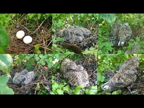baby dove bird feeding