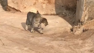 Mengapa kucing suka menangkap tikus?