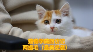 猫德学院回访记-两撮毛（算不算最美逆袭猫呢）