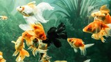 10 Jenis ikan hias air tawar yang cocok untuk pemula