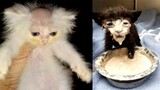 Cat memes that cure my depression in 10minðŸ‘Œ