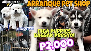 DINADAYO ng MADLA dahil BAGSAK PRESYO! PUPPIES AFRICAN BIRDS RABIT at iba pa!arranque pet shop