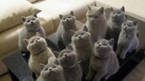 [Animals] Ten chubby Felinaes, the owner must be rich