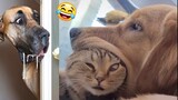 Best Funny Animals Video 2024 🐶😻 TRY NOT TO LAUGH 🤣 Moosey #22