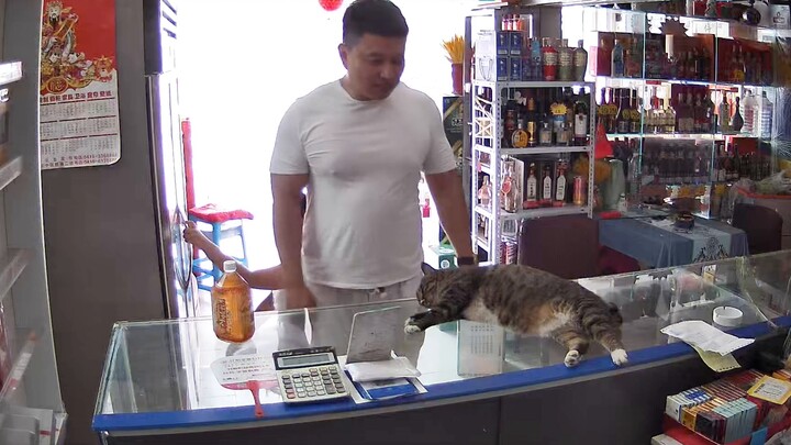When the boss raises cats in the supermarket, the reactions of different customers every day are too