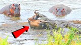 Mene9angk4n! Detik-detik Kuda nil Menyelamatkan Wildebeest Dari Terk4m4n Buaya - Kudanil Vs Buaya
