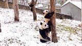 [Animal] [Panda] The Protective Mother & Her Two Babies