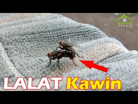 Lalat Lagi Kawin