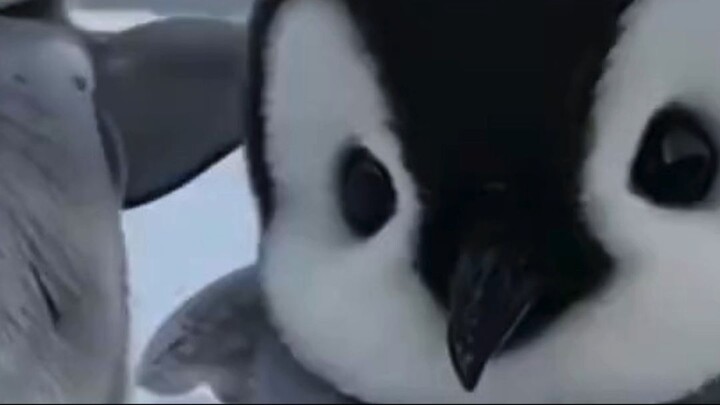 anak pinguinnnn makan apa bg