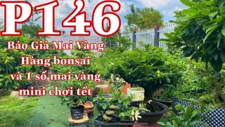 Mai vàng chơi tết p146 | 0353832312 Nhi | Mai Giảo Siêu Nụ ....... | Báo giá Mai Vàng Bonsai Đẹp