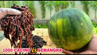 TIMELAPSE: 1000 CACING vs SEMANGKA