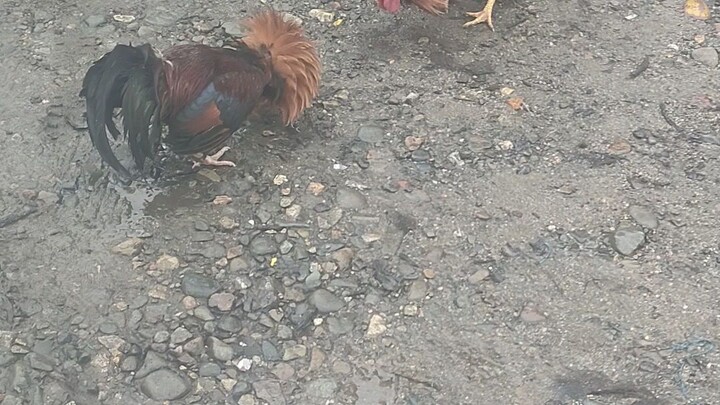 nakuhanan ko Ng video native at panabong na manok Ng kapit Bahay habang naglalakad😅😄