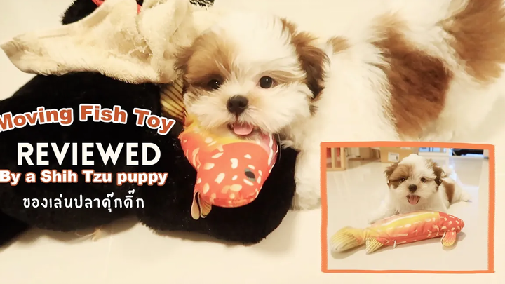 Moving Fish Toy Reviewed By a Shih Tzu puppy ของเล่นปลาดุ๊กดิ๊ก