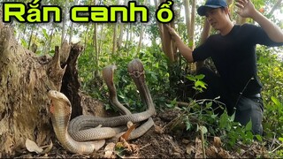 Kinh Hoàng Phát Hiện Ổ Rắn Hổ Mang Hung Dữ Ngủ Đông Trong Gốc Cây Mục| King cobra