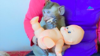 Playful monkey Toto enjoys playing with the doll after finished drinking​ milk