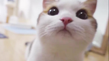 คลิปแมว/ชาเลนจ์หัวใจสั่นไหว ปังปังแสนน่ารักโชว์ความแบ๊วออนไลน์