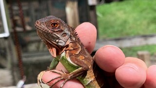 Super Red Iguanas. 2020 hatch 7/2/20.