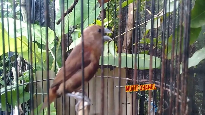 burung emprit kaji trotol gacor kenari.