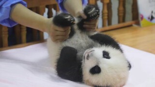 【大熊猫】熊猫宝宝到底什么手感呀？奶妈可以说说看吗