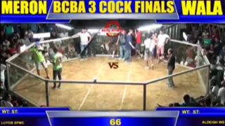 BCBA 3 Cock finals - my favorite Grey Broodcock (the father of many winners)