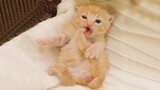 Kumpulan Video Kucing Lucu Bikin Ketawa | Kucing Lucu Gemesin Imut