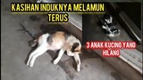 Astagfirullah Induk Kucing Ini Sedih 3 Anaknya Hilang Karena Ada Yang Mengambilnya..!