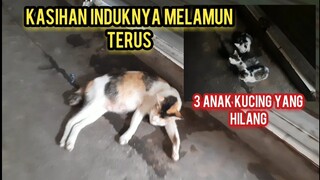 Astagfirullah Induk Kucing Ini Sedih 3 Anaknya Hilang Karena Ada Yang Mengambilnya..!