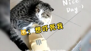 盘点那些胆小的猫咪，真是笑麻了，快来看看！！！