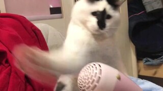 猫：就tm你叫吹风机啊？