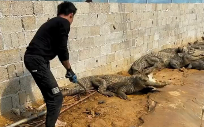 Buaya: Betapapun kasarnya kulit kami, kami tetap takut dengan sekop penjaganya