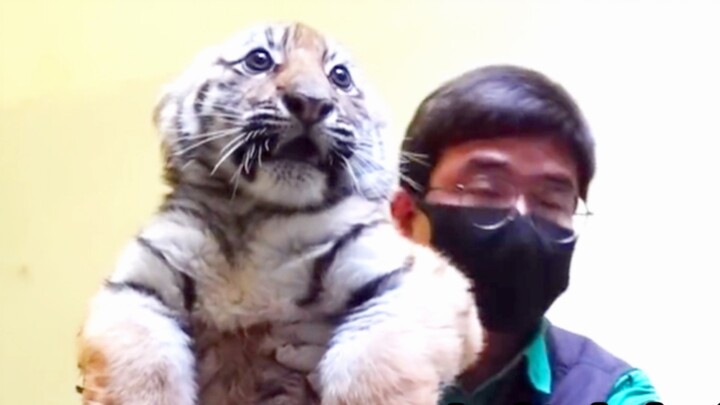 Two tiger cubs were forced to take injections. They were so angry that they waited until their mothe
